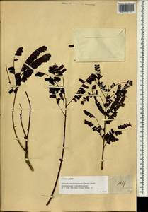 Peltophorum pterocarpum (DC.)K.Heyne, Зарубежная Азия (ASIA) (Филиппины)