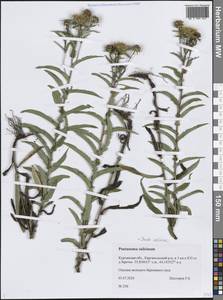 Pentanema salicinum (L.) D. Gut. Larr., Santos-Vicente, Anderb., E. Rico & M. M. Mart. Ort., Сибирь, Западная Сибирь (S1) (Россия)