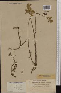 Petrosedum sediforme subsp. sediforme, Западная Европа (EUR) (Франция)