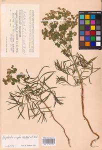 Молочай лозный, Молочай прутьевидный Waldst. & Kit., Восточная Европа, Западный район (E3) (Россия)