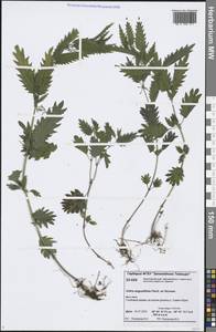 Urtica dioica var. holosericea Fr., Сибирь, Центральная Сибирь (S3) (Россия)