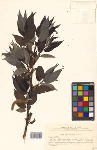 Chosenia urbaniana (Seemen) N. Chao, Сибирь, Дальний Восток (S6) (Россия)