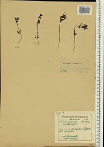Марьянник луговой L., Восточная Европа, Северный район (E1) (Россия)