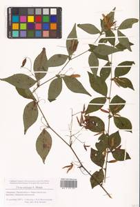 Горошек однопарный A.Braun, Сибирь, Дальний Восток (S6) (Россия)