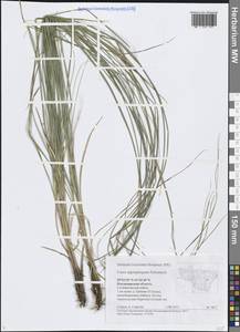 Осока сближенная Schumach., Восточная Европа, Центральный район (E4) (Россия)