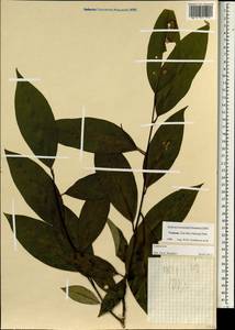 Lauraceae, Зарубежная Азия (ASIA) (Вьетнам)