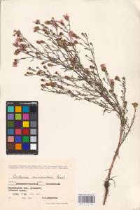 Centaurea stoebe subsp. stoebe, Восточная Европа, Северо-Украинский район (E11) (Украина)