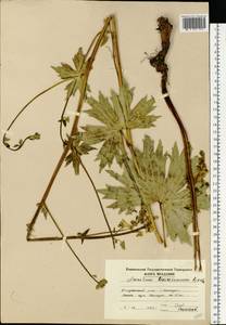 Aconitum lycoctonum subsp. lasiostomum (Rchb.) Warncke, Восточная Европа, Молдавия (E13a) (Молдавия)