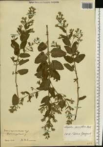 Nepeta ucranica subsp. parviflora (M.Bieb.) M.Masclans, Восточная Европа, Южно-Украинский район (E12) (Украина)