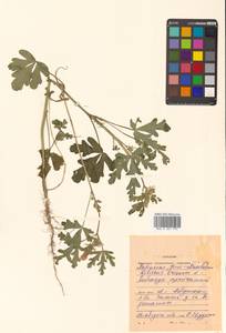 Trionum annuum Medik., Сибирь, Дальний Восток (S6) (Россия)