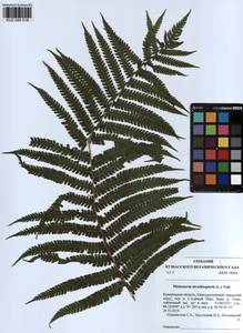 Страусник обыкновенный (L.) Tod., Сибирь, Алтай и Саяны (S2) (Россия)