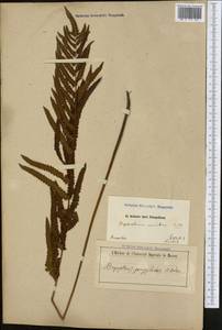 Циклосорус прерывистый (Willd.) H. Itô, Америка (AMER) (Бразилия)