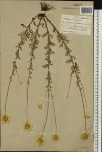 Cota tinctoria subsp. tinctoria, Восточная Европа, Белоруссия (E3a) (Белоруссия)