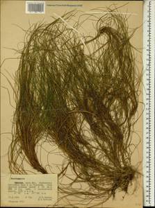 Щучка, Африка (AFR) (Эфиопия)