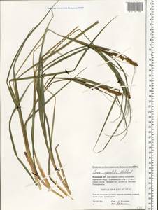 Осока водяная Wahlenb., Восточная Европа, Северный район (E1) (Россия)