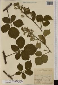 Rubus vestitus Weihe, Западная Европа (EUR) (Великобритания)