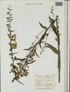 Колокольчик, Восточная Европа, Средневолжский район (E8) (Россия)