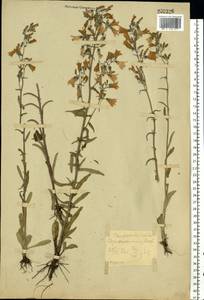 Колокольчик сибирский L., Восточная Европа, Центральный лесостепной район (E6) (Россия)