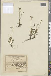 Micranthes stellaris subsp. stellaris, Восточная Европа, Северный район (E1) (Россия)