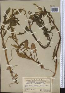 Spinacia oleracea subsp. turkestanica (Iljin) Del Guacchio & P. Caputo, Средняя Азия и Казахстан, Западный Тянь-Шань и Каратау (M3) (Казахстан)