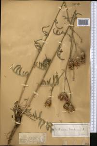 Василек прижаточешуйный Ledeb., Средняя Азия и Казахстан, Джунгарский Алатау и Тарбагатай (M5) (Казахстан)