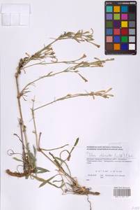 Смолевка зеленоцветковая (Willd.) Ehrh., Восточная Европа, Южно-Украинский район (E12) (Украина)