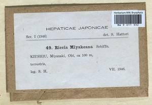 Riccia miyakeana Schiffn., Гербарий мохообразных, Мхи - Азия (вне границ бывшего СССР) (BAs) (Япония)