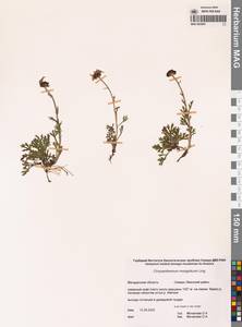 Chrysanthemum zawadzkii subsp. peleiolepis (Trautv.) Zuev, Сибирь, Чукотка и Камчатка (S7) (Россия)