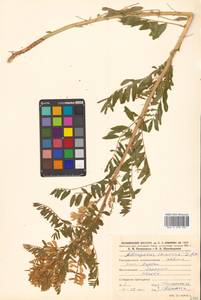 Астрагал китайский L.f., Сибирь, Дальний Восток (S6) (Россия)