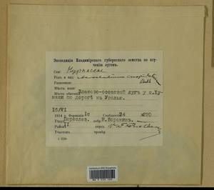 Calliergonella cuspidata (Hedw.) Loeske, Гербарий мохообразных, Мхи - Центральное Нечерноземье (B6) (Россия)
