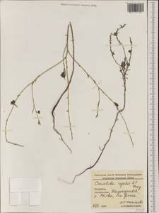 Delphinium consolida subsp. consolida, Западная Европа (EUR) (Болгария)