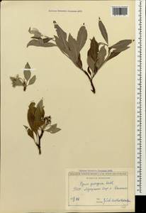 Pyrus georgica, Кавказ, Грузия (K4) (Грузия)
