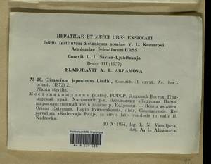 Climacium japonicum Lindb., Гербарий мохообразных, Мхи - Дальний Восток (без Чукотки и Камчатки) (B20) (Россия)