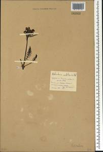 Мытник судетский Willd., Сибирь, Прибайкалье и Забайкалье (S4) (Россия)