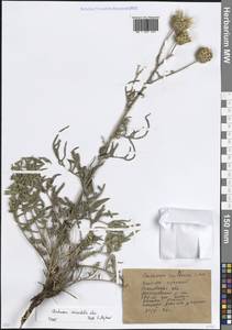 Василек восточный L., Восточная Европа, Ростовская область (E12a) (Россия)