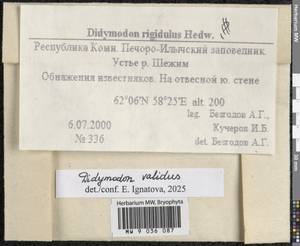 Didymodon validus Limpr., Гербарий мохообразных, Мхи - Архангельская и Вологодская области, Коми, Ненецкий АО (B7) (Россия)