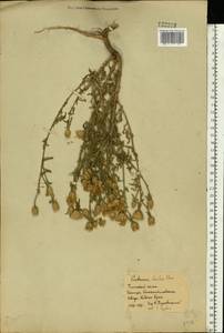 Centaurea alba subsp. sterilis (Stev.) Mikheev, Восточная Европа, Ростовская область (E12a) (Россия)