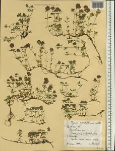 Thymus pannonicus All., Восточная Европа, Центральный лесостепной район (E6) (Россия)