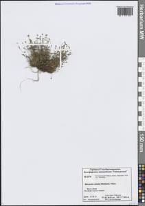 Минуарция красноватая (Wahlenb.) Dillenb. & Kadereit, Сибирь, Центральная Сибирь (S3) (Россия)