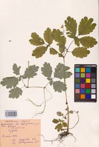 Чистотел большой L., Восточная Европа, Центральный лесостепной район (E6) (Россия)