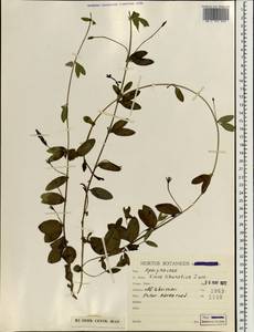 Барвинок травянистый Waldst. & Kit., Зарубежная Азия (ASIA) (Иран)