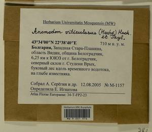 Anomodon viticulosus (Hedw.) Hook. & Taylor, Гербарий мохообразных, Мхи - Западная Европа (BEu) (Болгария)