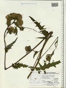 Cirsium ×hybridum W. D. J. Koch ex DC., Восточная Европа, Северо-Западный район (E2) (Россия)