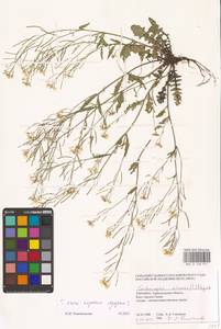 Резушка песчаная, Резуховидка песчаная (L.) Lawalrée, Восточная Европа, Южно-Украинский район (E12) (Украина)