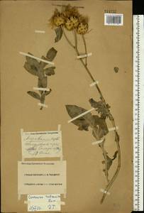 Rhaponticoides ruthenica (Lam.) M. V. Agab. & Greuter, Восточная Европа, Средневолжский район (E8) (Россия)