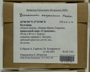 Dicranum scoparium Hedw., Гербарий мохообразных, Мхи - Западная Европа (BEu) (Болгария)