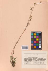 Смолевка поникшая L., Восточная Европа, Западно-Украинский район (E13) (Украина)