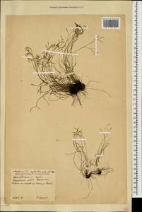 Костенец северный (L.) Hoffm., Кавказ, Краснодарский край и Адыгея (K1a) (Россия)