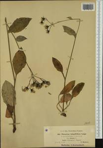 Hieracium umbrosum subsp. albinum (Fr.) Zahn, Западная Европа (EUR) (Чехия)
