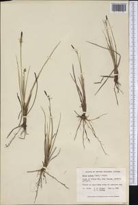 Осока свинцово-зеленая (Wahlenb.) Willd., Америка (AMER) (Канада)